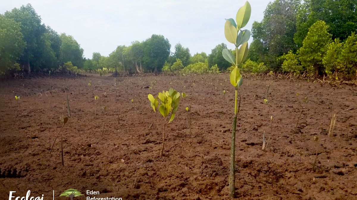 Reforestation project