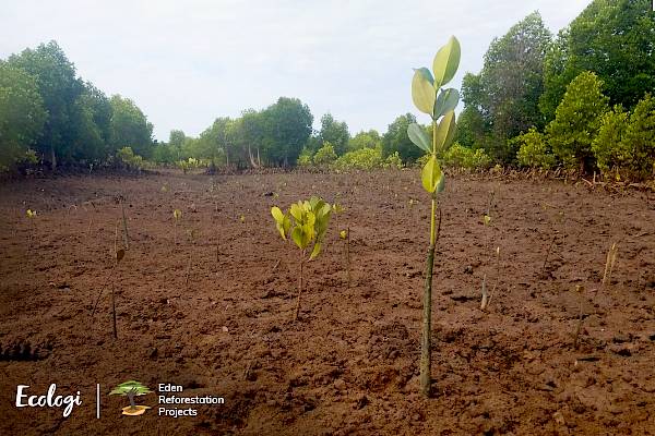 Images © Ecologi & Eden Reforestation Projects